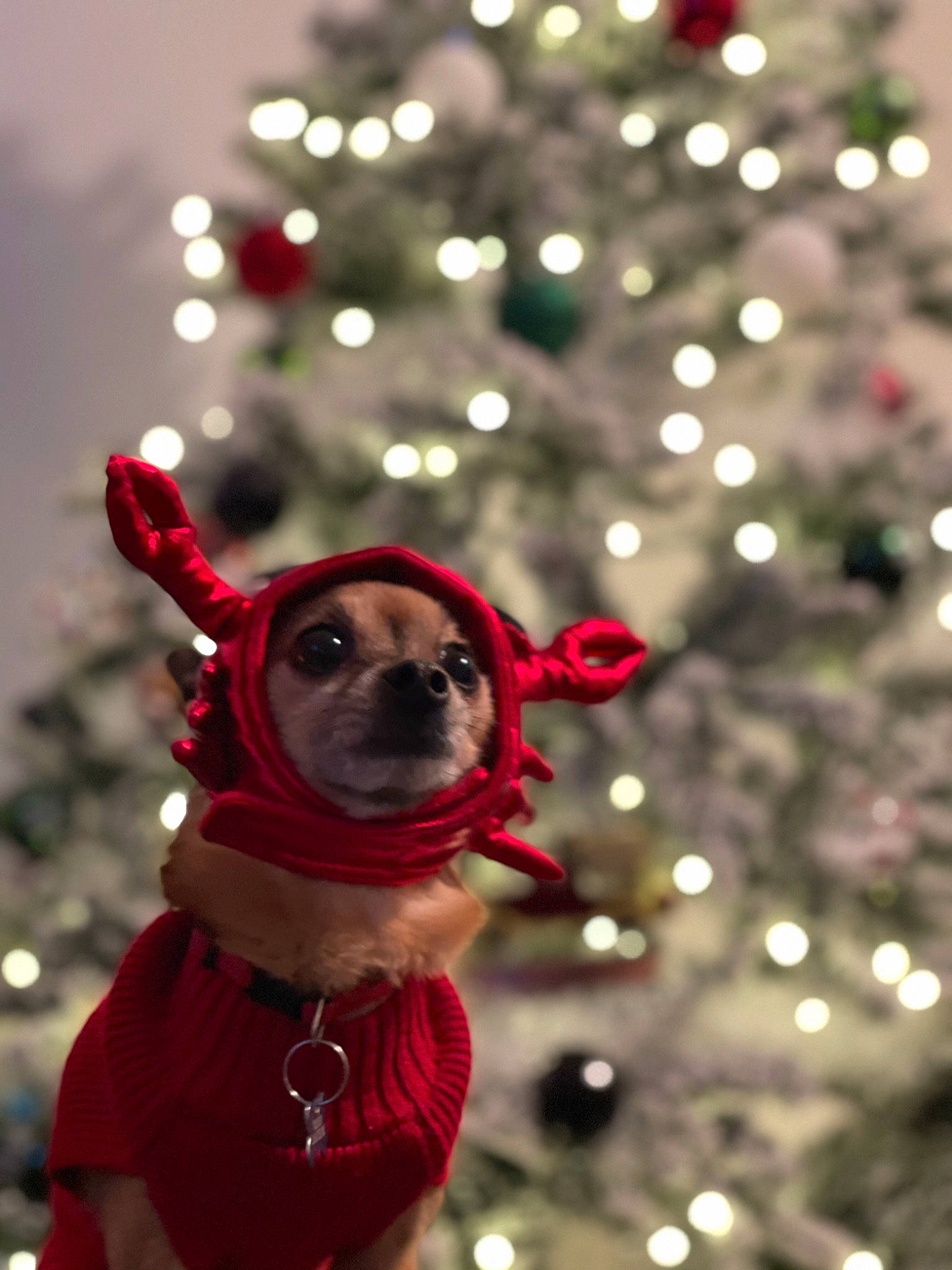 Natsu is registered to the contest to win money with this photo: carnivore, christmas_decoration, christmas_ornament, christmas_tree, companion_dog, dog, dog_breed, dog_supply, evergreen, fawn, holiday_ornament, light, lighting, ornament, plant, red, snout, sunglasses, tree, white