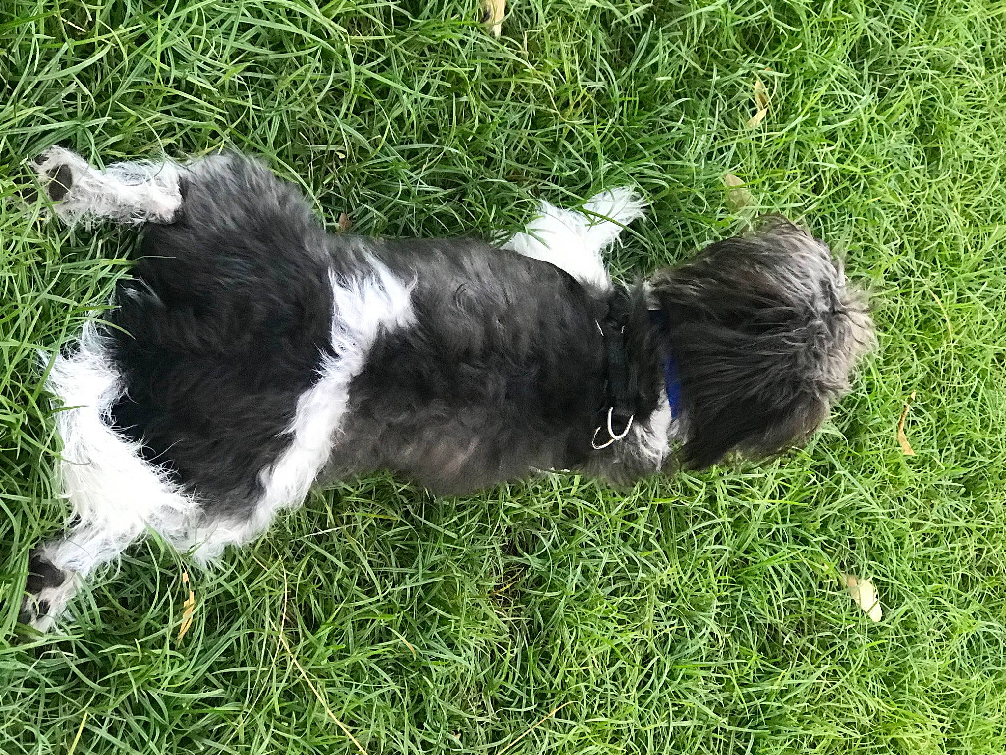 Natsu joined the competition — help win amazing prizes! canidae, carnivore, companion_dog, dog, dog_breed, fur, grass, groundcover, herding_dog, plant, sporting_group, tail, terrestrial_animal, terrier, working_dog