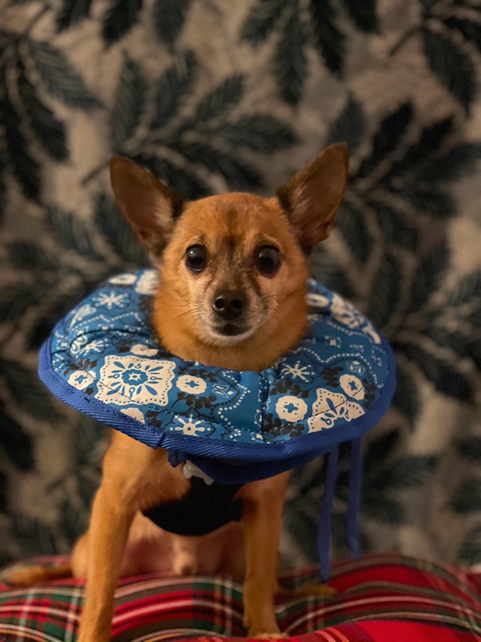 Natsu joined the competition — help win amazing prizes! canidae, carnivore, companion_dog, dog, dog_breed, dog_clothes, dog_supply, ear, event, fawn, fur, pattern, plaid, snout, sporting_group, tartan, terrestrial_animal, toy_dog, whiskers, working_animal