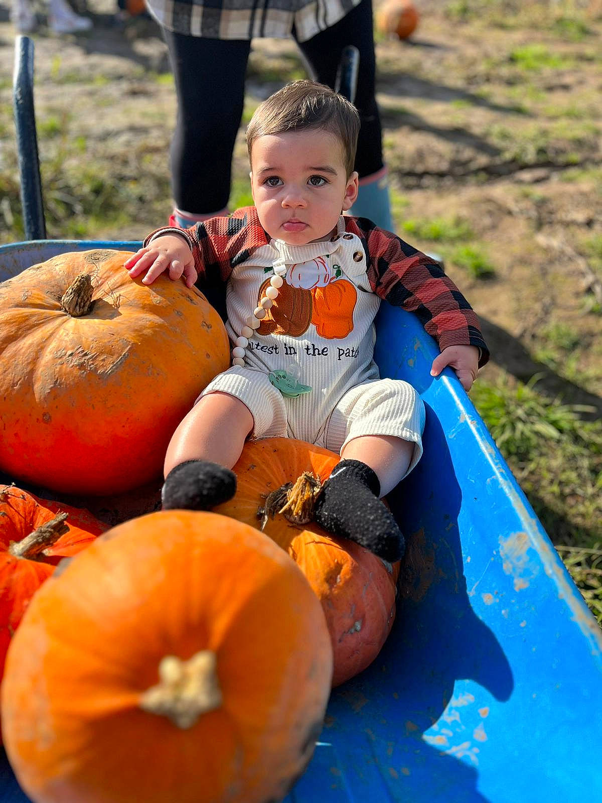 Leo joined the competition — help win amazing prizes! calabaza, cucurbita, eye, face, food, gourd, grass, happy, leisure, natural_foods, orange, people, person, plant, pumpkin, shorts, squash, toddler, vegetable, whole_food