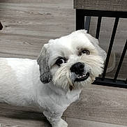 Camden is registered to the contest to win money with this photo: animal, companion, curious, cute, dog, domestic_animal, ears, face, floor, fur, indoor, looking_up, paw, pet, small_dog, standing, table, water_bottle, white_dog, wooden_floor