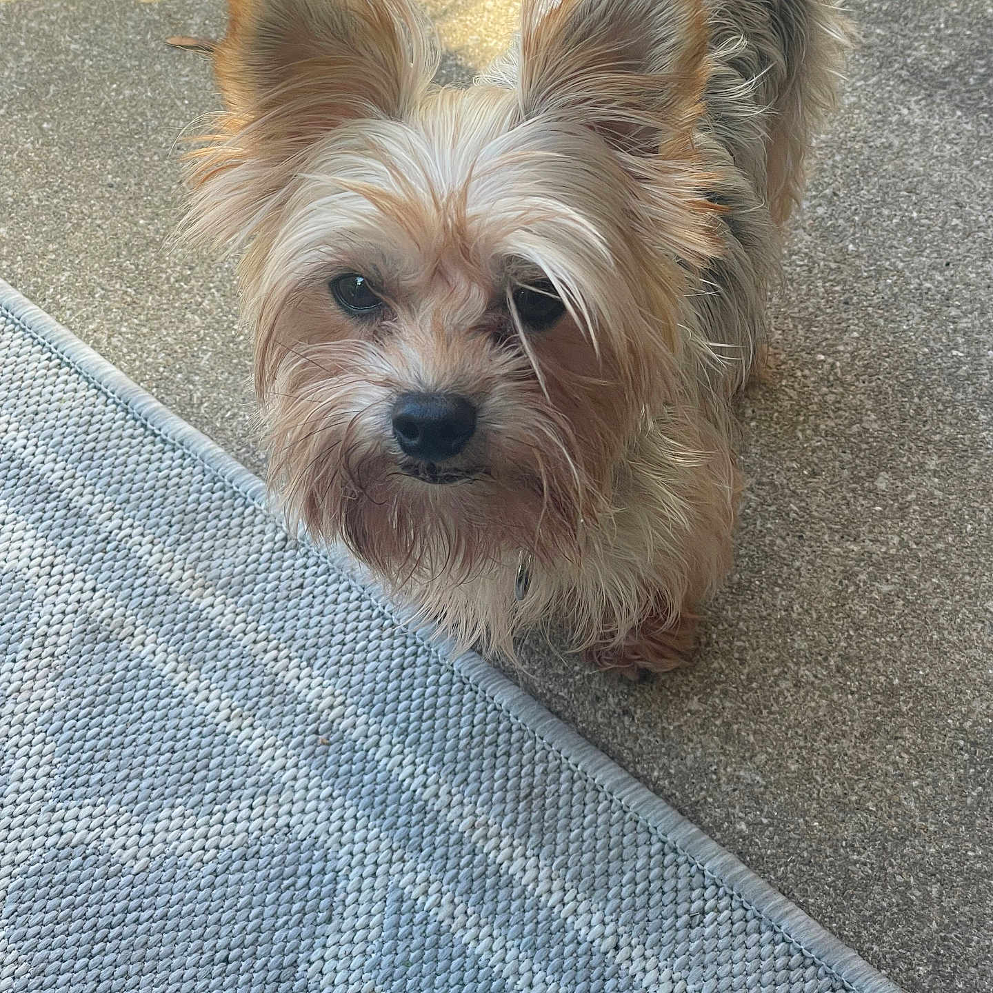 Ozzy is registered to the contest to win money with this photo: adorable, animal, canine, closeup, companion, curious, dog, ears, floor, fur, looking_up, outdoor, pet, portrait, rug, shadow, small_dog, sunlight, texture, waiting