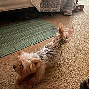 Ozzy is registered to the contest to win money with this photo: dog, carpet, indoor, stretching, bed, blanket, rug, small_dog, furry, pet, animal, floor, cozy, home, brown, white, black, paw, resting, fur