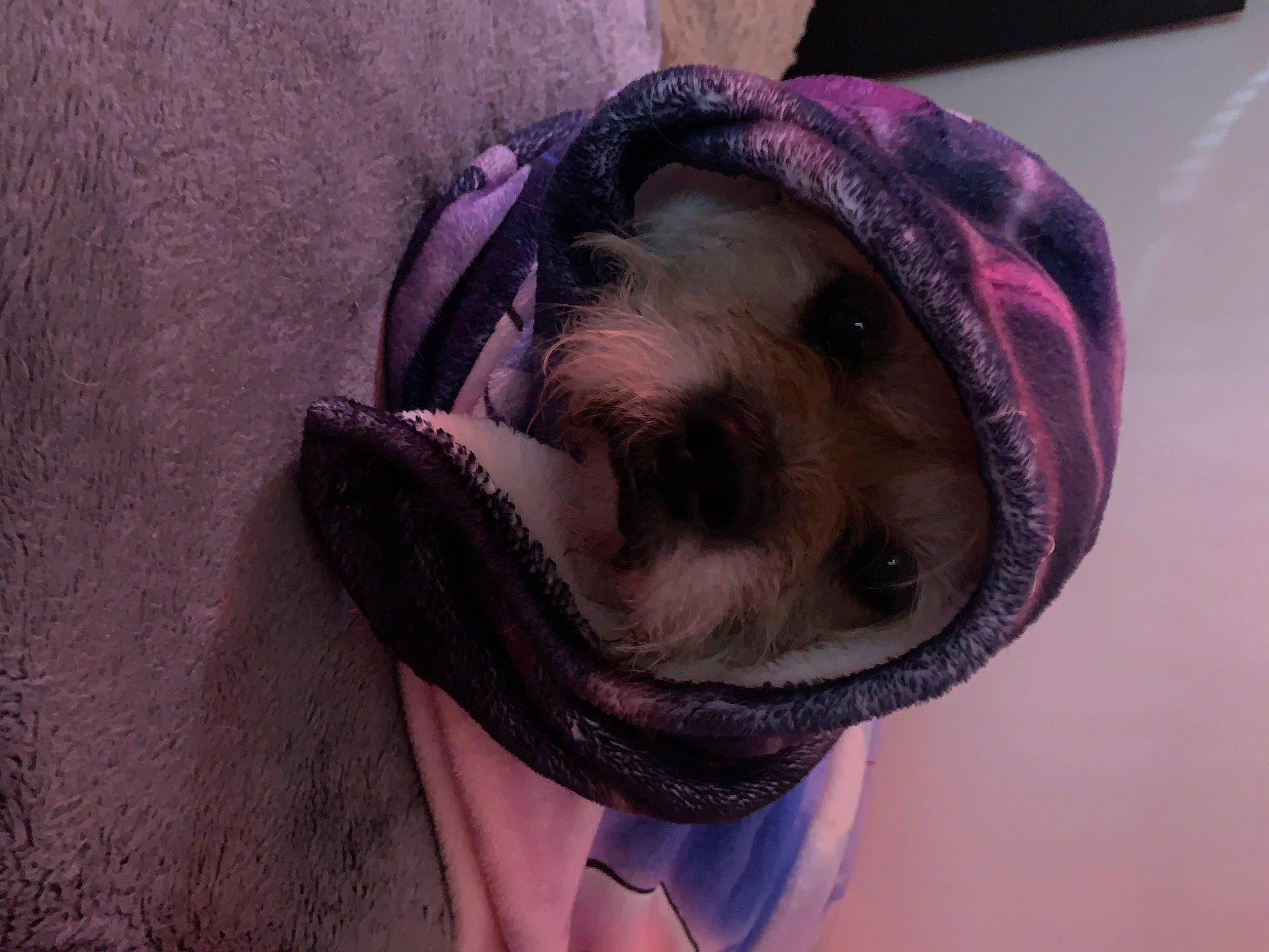 Philly joined the competition — help win amazing prizes! cap, costume_hat, eyewear, fashion_accessory, fur, hat, magenta, personal_protective_equipment, purple, selfie, snout, sun_hat, wrinkle