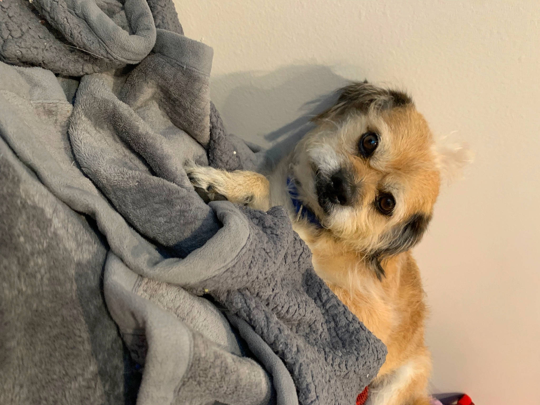 Philly joined the competition — help win amazing prizes! art, canidae, carnivore, claw, comfort, companion_dog, dog_breed, fawn, felidae, foot, fur, landscape, meerkat, paw, rock, snout, tail, terrestrial_animal, whiskers, wildlife