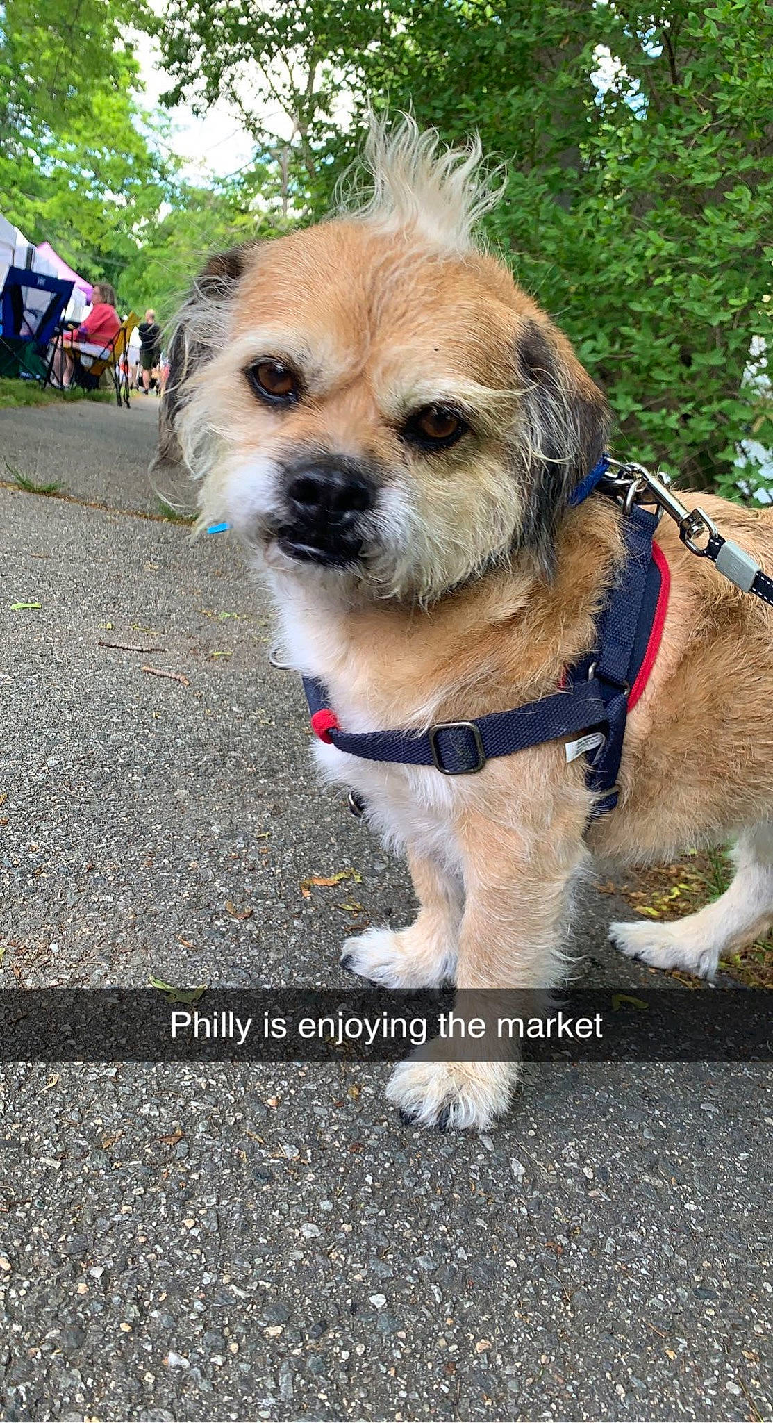 Philly joined the competition — help win amazing prizes! canidae, carnivore, collar, companion_dog, dog, dog_breed, dog_collar, dog_supply, eyewear, fashion_accessory, fawn, fur, hat, leash, pet_supply, snout, tent, toy_dog, tree, working_animal