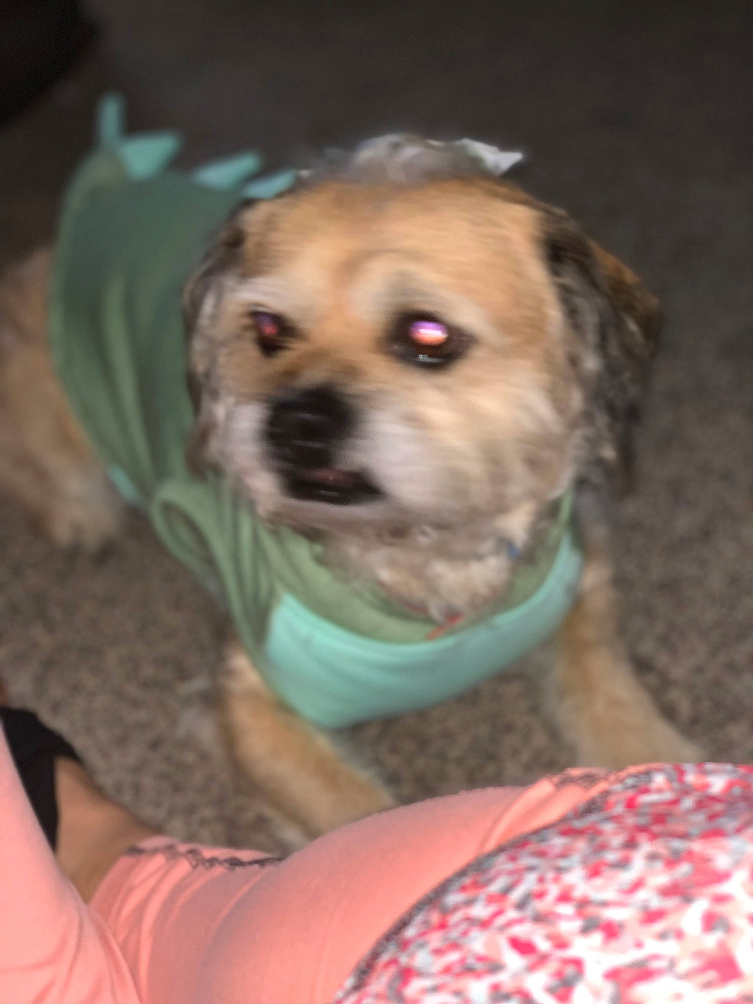 Philly joined the competition — help win amazing prizes! canidae, carnivore, companion_dog, dog, dog_breed, dog_clothes, dog_supply, fawn, fur, liver, non_sporting_group, pet_supply, puppy_love, small_terrier, snout, sporting_group, terrier, toy_dog, whiskers, working_animal