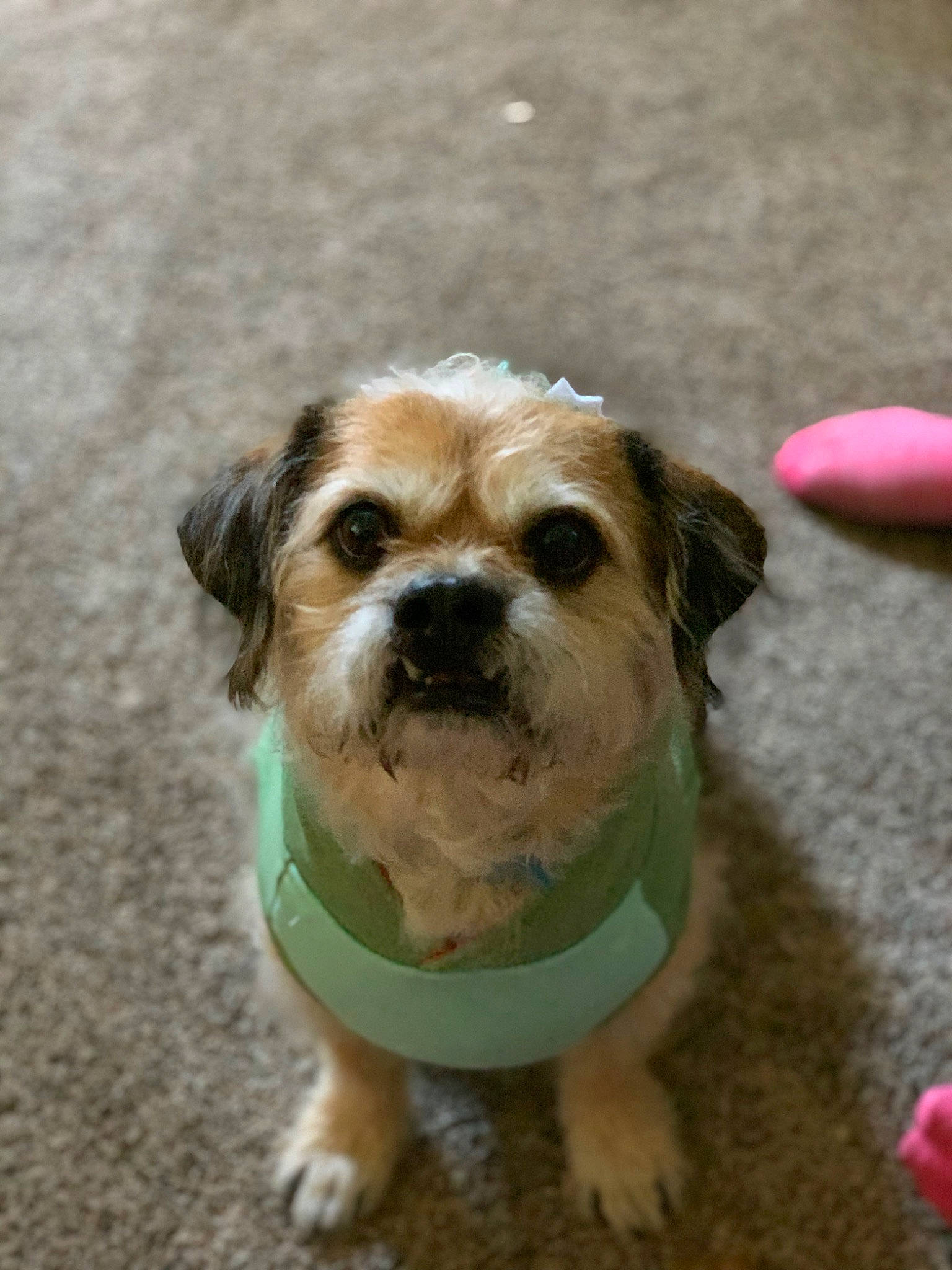 Philly joined the competition — help win amazing prizes! canidae, carnivore, companion_dog, dog, dog_breed, dog_clothes, dog_collar, dog_supply, fawn, fur, liver, maltepoo, puppy_love, small_terrier, snout, sporting_group, terrier, toy_dog, whiskers, working_animal