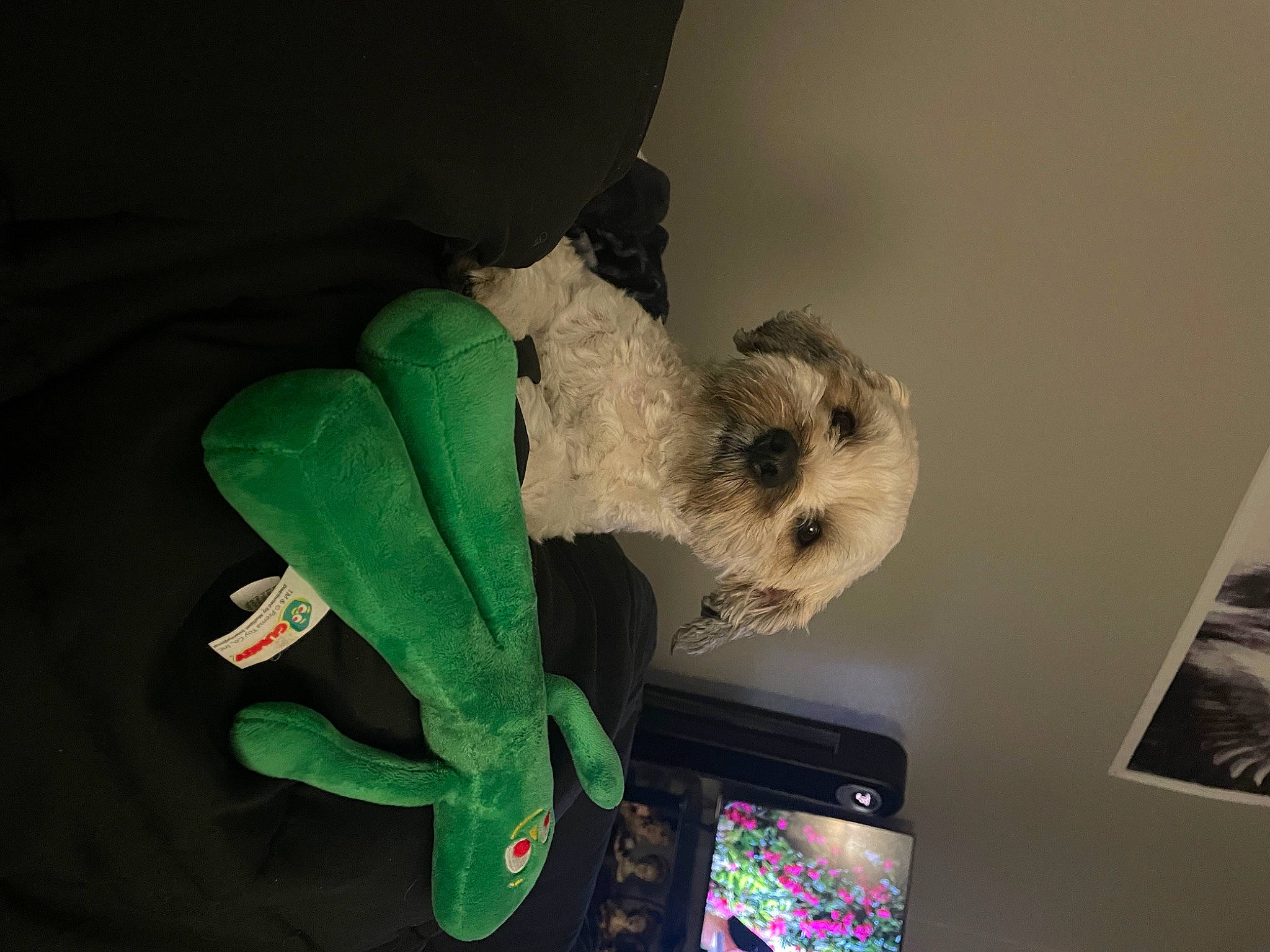 Milo is registered to the contest to win money with this photo: baby_toys, bookcase, canidae, companion_dog, dog_breed, fawn, fur, picture_frame, plush, room, small_terrier, stuffed_toy, teddy_bear, toy, toy_dog