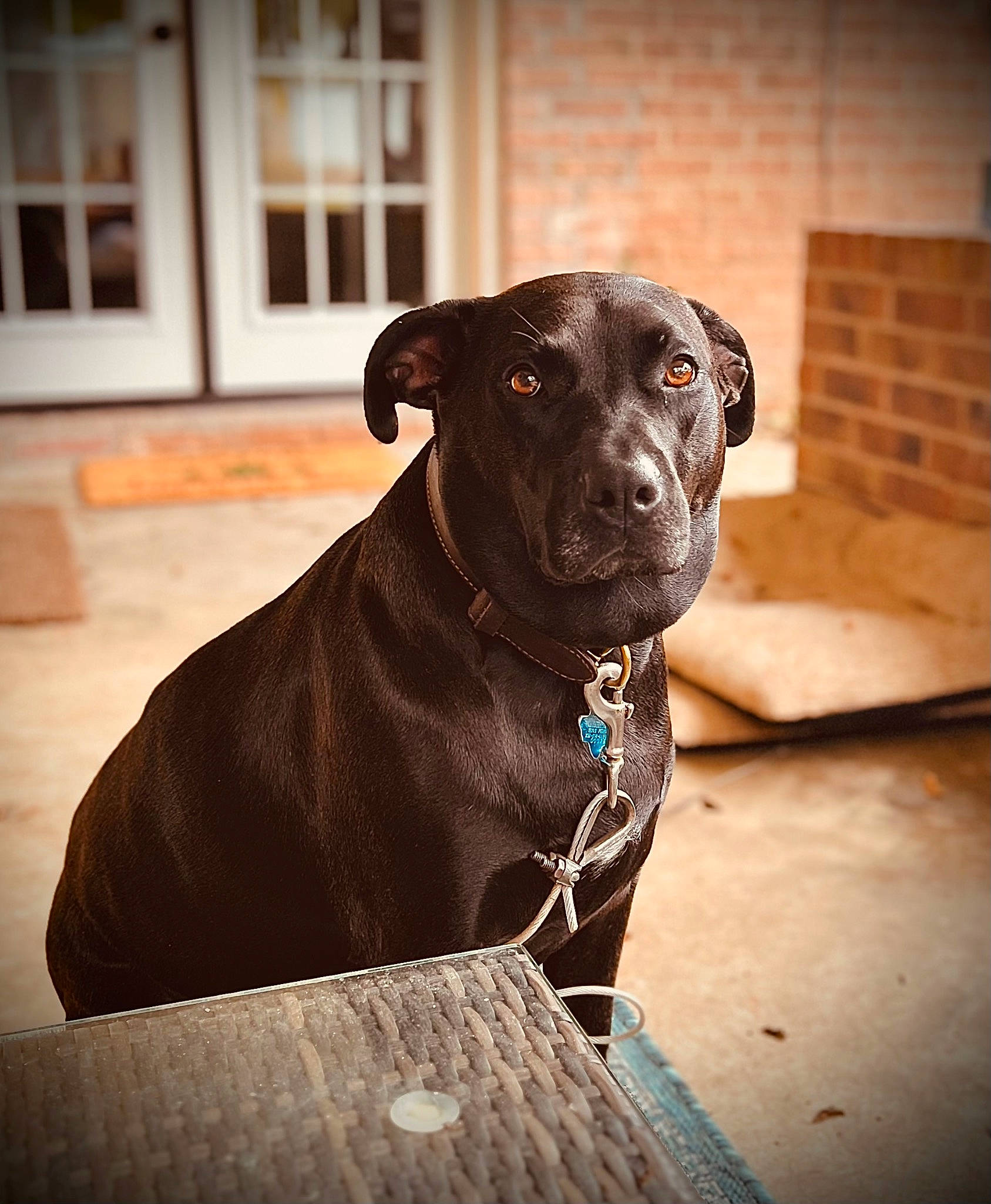 Ivy is registered to the contest to win money with this photo: carnivore, collar, companion_dog, dog, dog_breed, dog_collar, fawn, guard_dog, gun_dog, liver, pet_supply, sitting, snout, sporting_group, terrestrial_animal, tints_and_shades, whiskers, window, wood, working_animal
