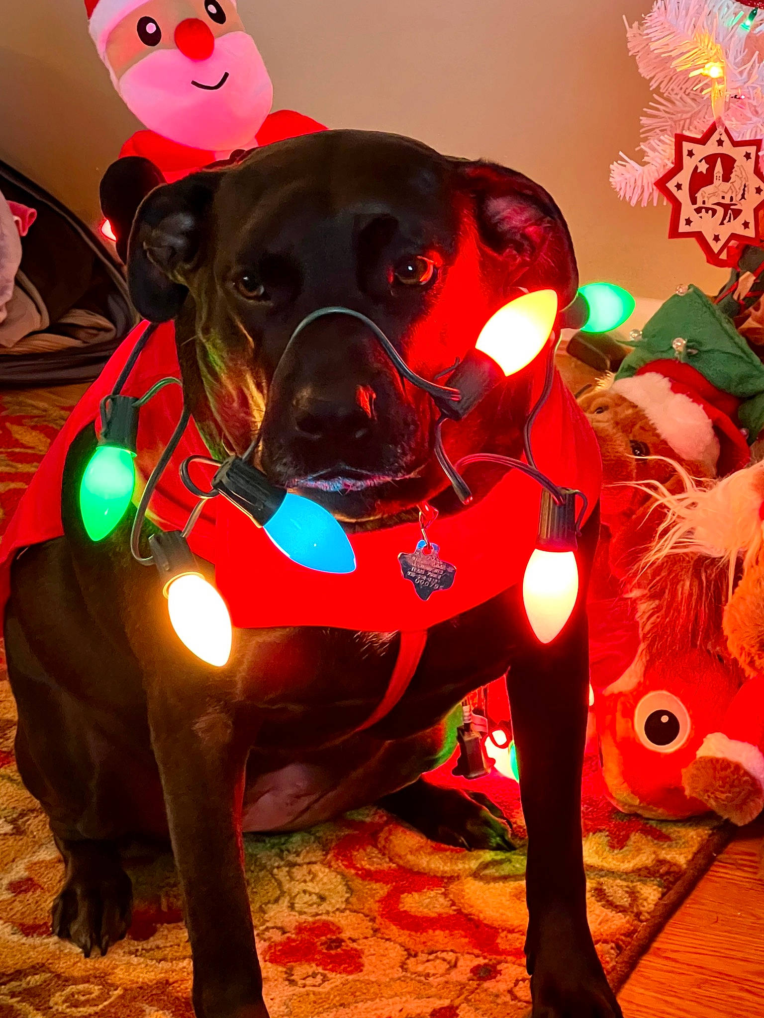 Ivy is registered to the contest to win money with this photo: art, canidae, carmine, carnivore, collar, companion_dog, dog, dog_breed, dog_collar, dog_supply, event, fawn, fictional_character, magenta, personal_protective_equipment, pink, red, snout, sporting_group, working_animal