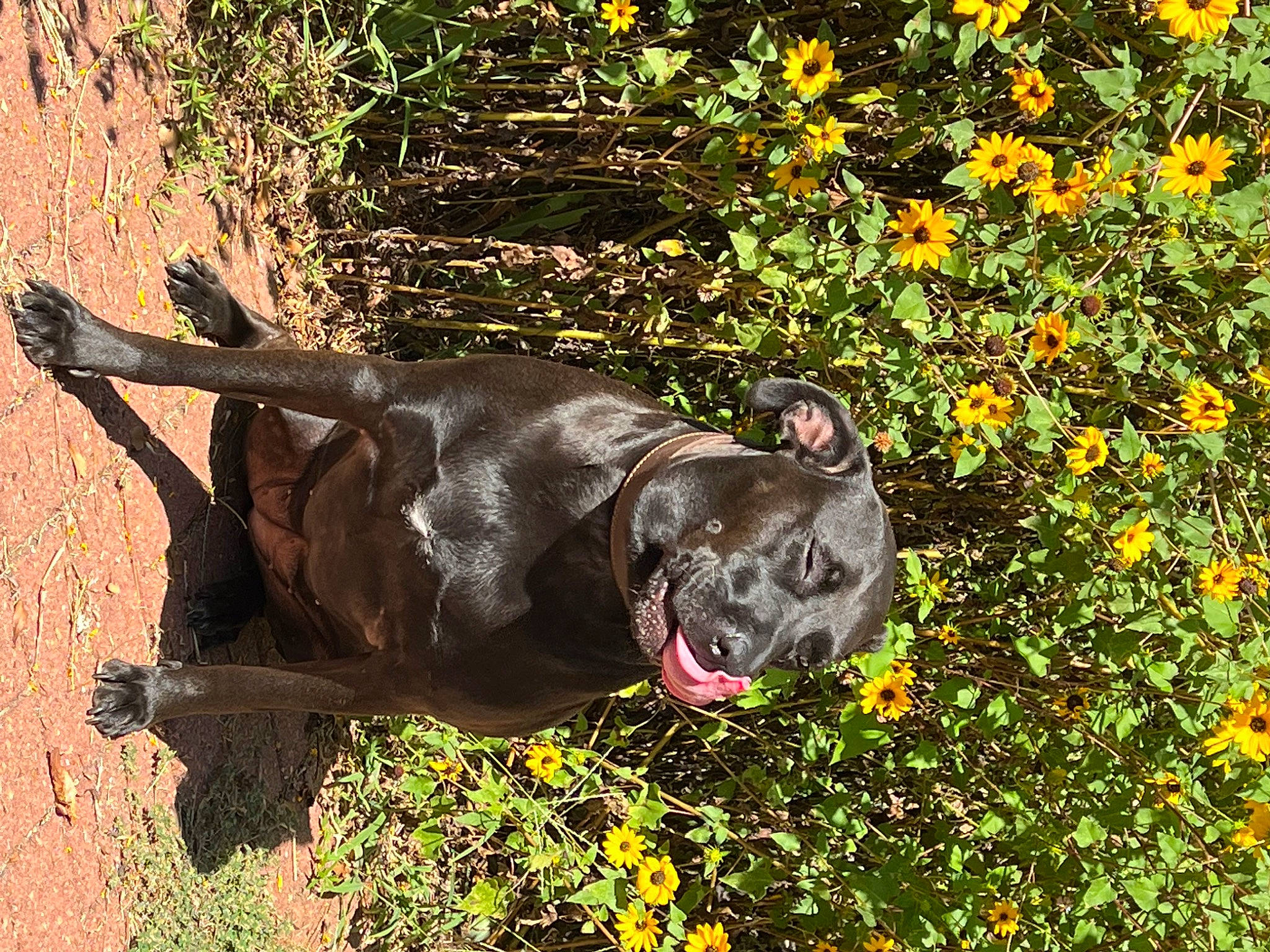 Ivy joined the competition — help win amazing prizes! canidae, carnivore, companion_dog, dog, dog_breed, fawn, flower, grass, groundcover, guard_dog, gun_dog, liver, plant, snout, sporting_group, tail, terrestrial_animal, wildlife, working_animal, working_dog