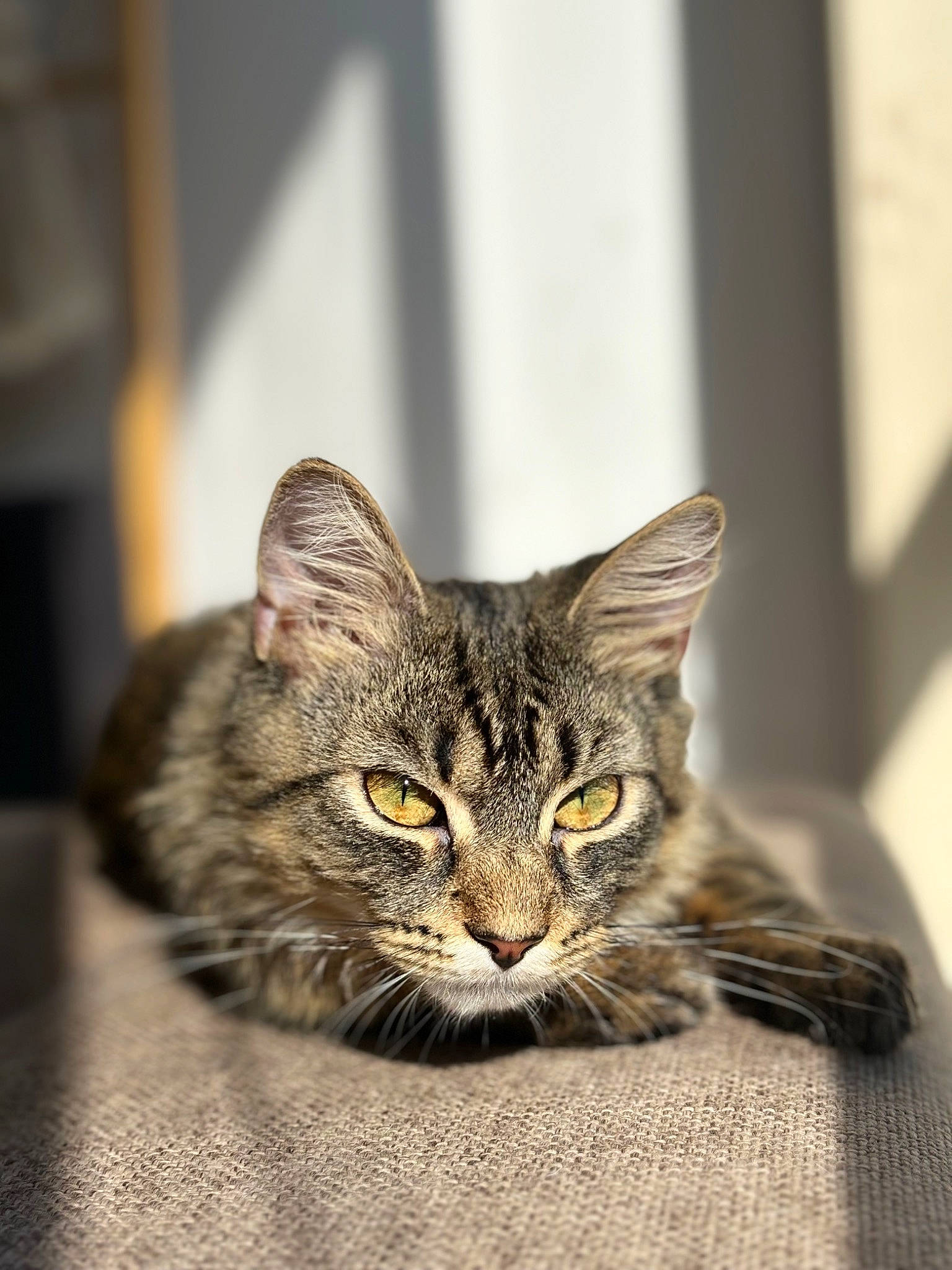 Apollo joined the competition — help win amazing prizes! carnivore, cat, cat_supply, domestic_short_haired_cat, felidae, fur, small_to_medium_sized_cats, snout, terrestrial_animal, whiskers, wildlife