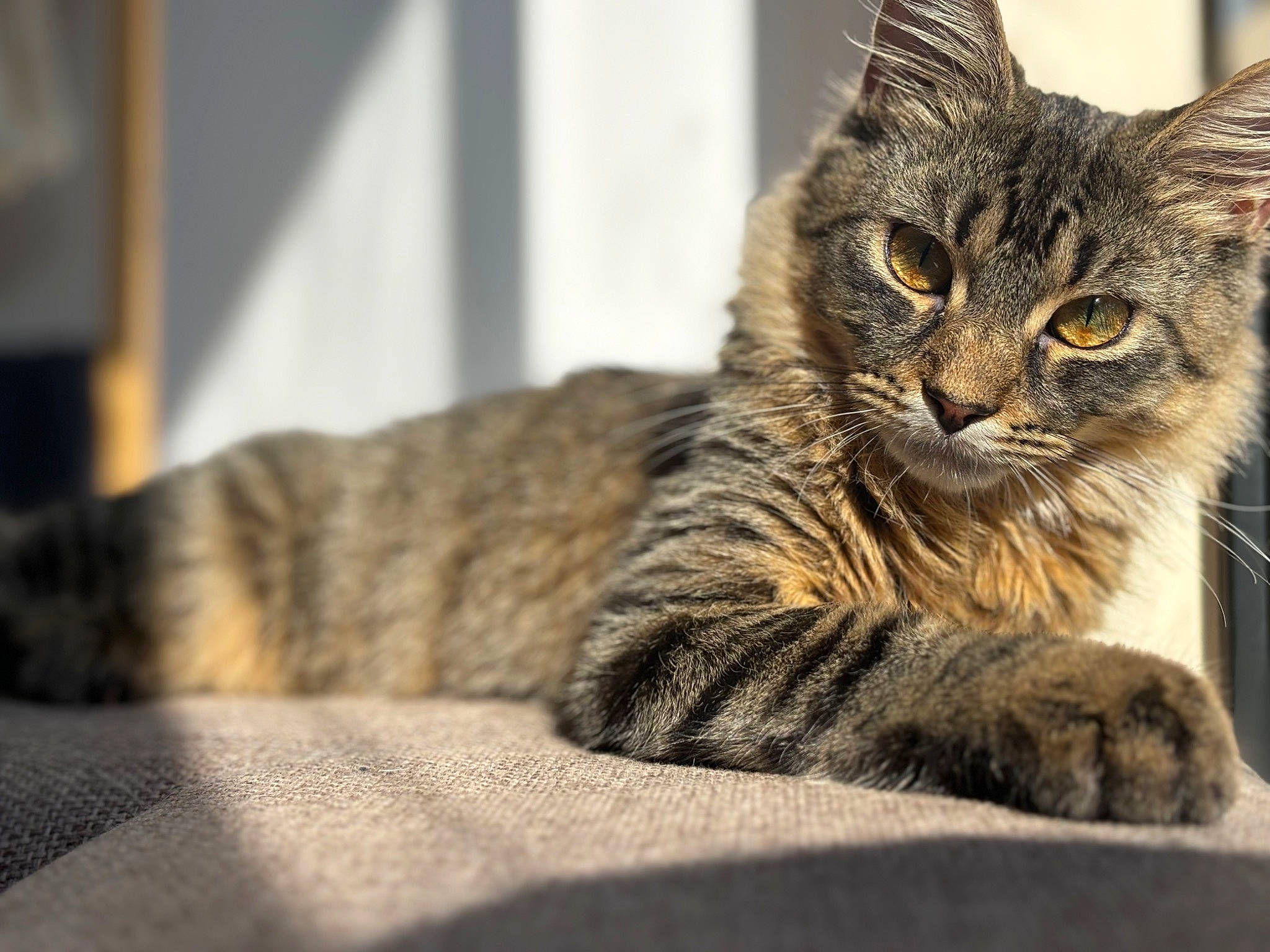 Apollo joined the competition — help win amazing prizes! carnivore, cat, claw, comfort, domestic_short_haired_cat, felidae, fur, paw, sitting, small_to_medium_sized_cats, terrestrial_animal, tree, whiskers, wildlife