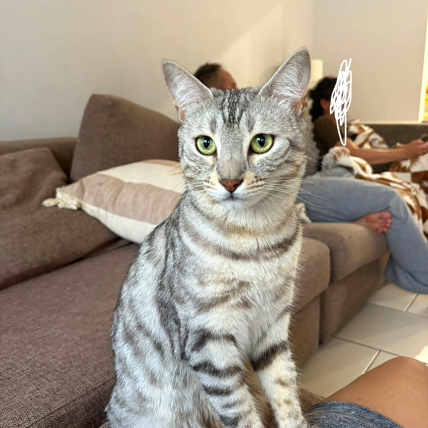 Luna is registered to the contest to win money with this photo: abyssinian, animal, architecture, blanket, building, cat, chair, couch, cushion, egyptiancat, face, furniture, head, homedecor, indoors, kitten, livingroom, person, pet, room