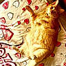 animal, bed, blanket, cat, collar, cozy, cute, domestic, fur, hearts, indoor, lying_down, orange_cat, pattern, paw, pet, relaxed, resting, sleepy, whiskers