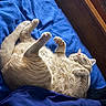 animal, bed, blue_blanket, cat, comfortable, cozy, cute, domestic_animal, feline, fur, ginger_cat, indoor, nap, paws, pet, relaxing, resting, sleeping, soft_texture, whiskers
