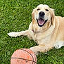 animal, basketball, canine, closeup, dog, fur, golden_retriever, grass, happy, laying_down, leisure, mammal, nature, outdoor, pet, playful, portrait, recreation, summer, toy