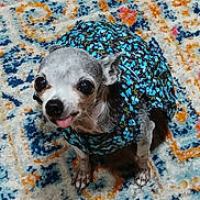 Littlebit joined the competition — help win amazing prizes! dog, small_dog, chihuahua, pet, animal, blue_dress, floral_pattern, carpet, colorful_rug, tongue_out, cute, indoor, animal_clothing, looking_up, fur, ears, paws, floor, companion, adorable