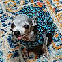 adorable, animal, animal_clothing, blue_dress, carpet, chihuahua, colorful_rug, companion, cute, dog, ears, floor, floral_pattern, fur, indoor, looking_up, paws, pet, small_dog, tongue_out