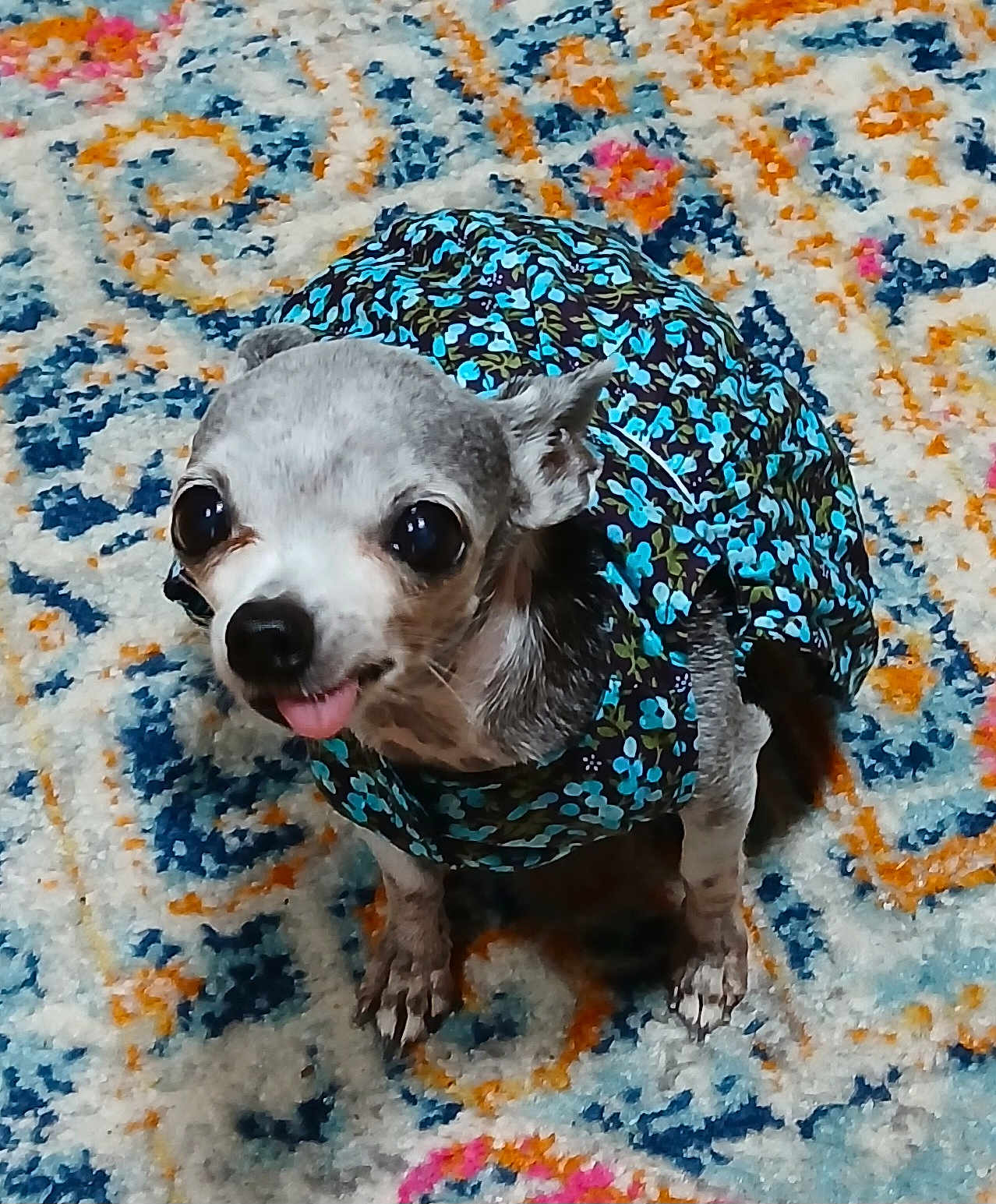 Littlebit joined the competition — help win amazing prizes! dog, small_dog, chihuahua, pet, animal, blue_dress, floral_pattern, carpet, colorful_rug, tongue_out, cute, indoor, animal_clothing, looking_up, fur, ears, paws, floor, companion, adorable