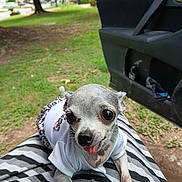 Littlebit is registered to the contest to win money with this photo: animal, car, car_door, chihuahua, close_up, clothing, cute, daylight, dog, grass, lap, leopard_print, outdoor, person, pet, playful, small_dog, striped_clothing, tongue_out, white_shirt