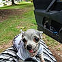 animal, car, car_door, chihuahua, close_up, clothing, cute, daylight, dog, grass, lap, leopard_print, outdoor, person, pet, playful, small_dog, striped_clothing, tongue_out, white_shirt