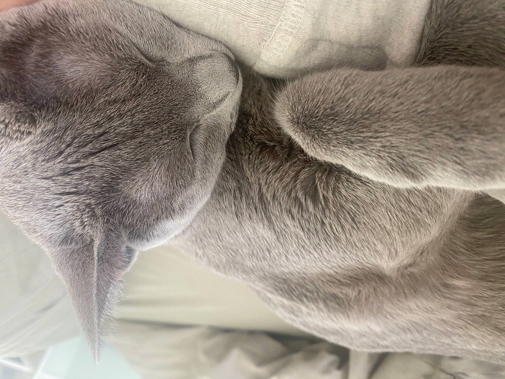 Lolita is registered to the contest to win money with this photo: carnivore, close_up, comfort, dog, dog_breed, ear, fawn, felidae, fur, grey, human_leg, mammal, monochrome, monochrome_photography, small_to_medium_sized_cats, snout, tail, vertebrate, whiskers, wrinkle