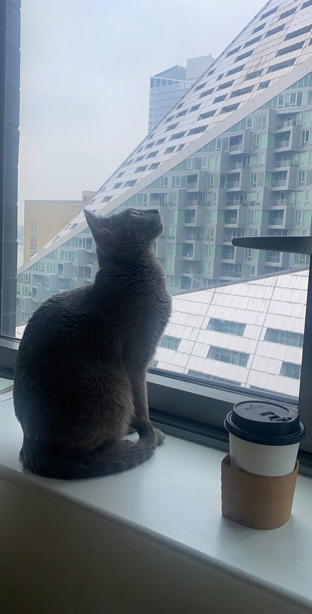 Lolita is registered to the contest to win money with this photo: building, carnivore, cat, comfort, condominium, daylighting, domestic_short_haired_cat, felidae, glass, roof, room, sky, skyscraper, small_to_medium_sized_cats, tail, tower, tower_block, vertebrate, whiskers, window