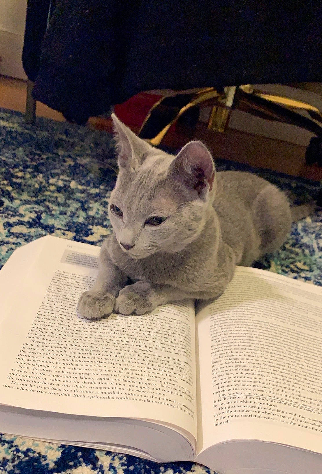 Lolita is registered to the contest to win money with this photo: bag, book, carnivore, cat, chair, comfort, domestic_short_haired_cat, felidae, font, fur, grey, linens, paper_product, publication, sitting, small_to_medium_sized_cats, snout, tail, umbrella, whiskers