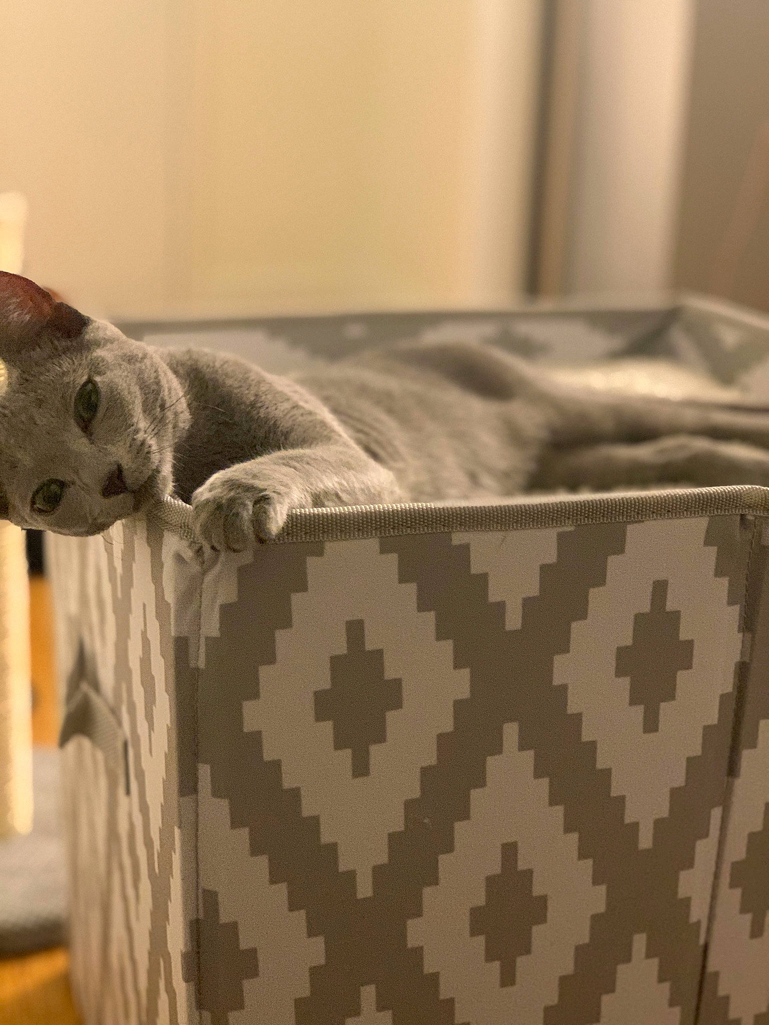 Lolita joined the competition — help win amazing prizes! bag, bedding, beige, cat, comfort, couch, domestic_short_haired_cat, felidae, flooring, grey, linens, pattern, pillow, rectangle, room, sleeve, textile, throw_pillow, whiskers, wood