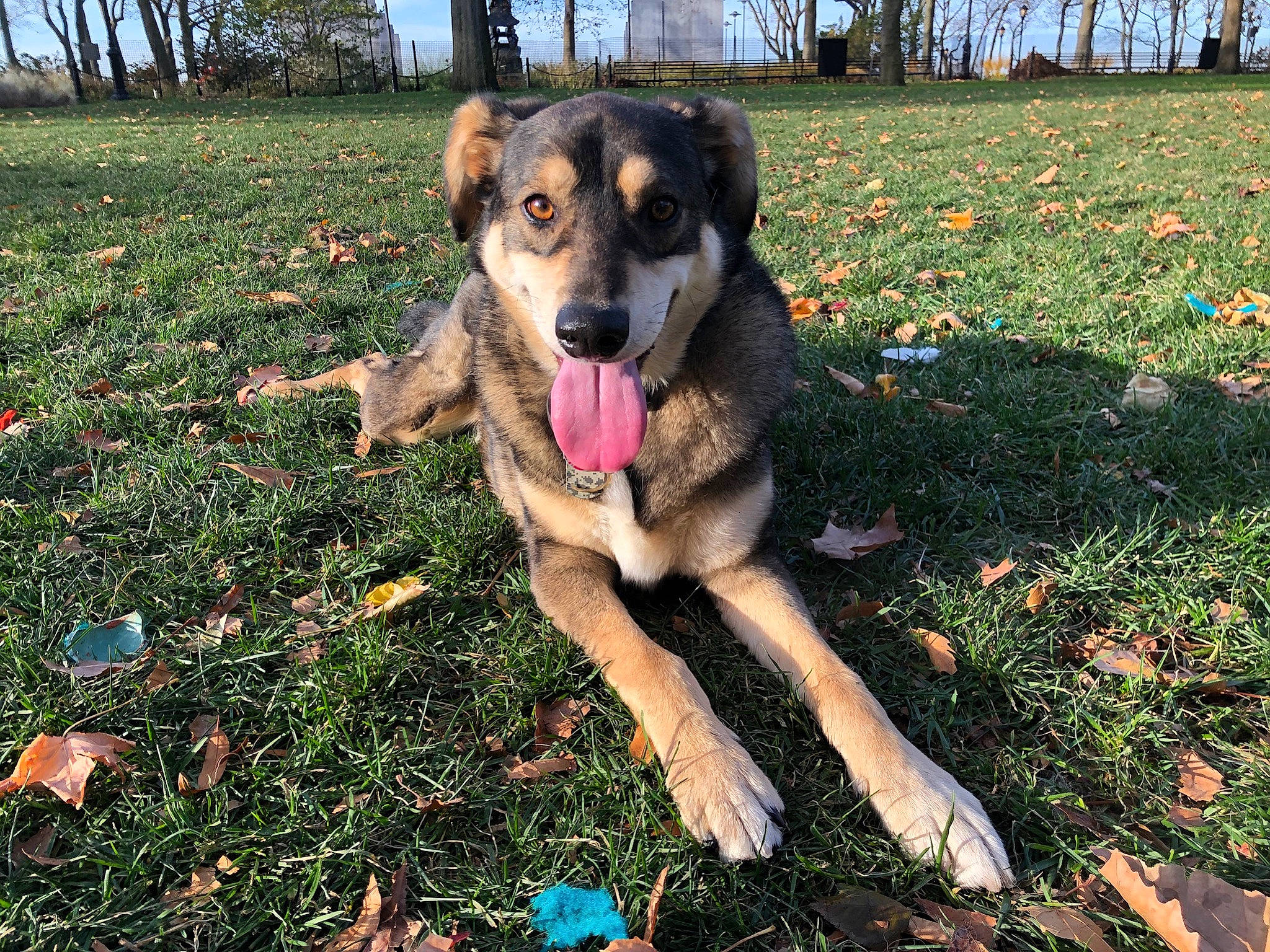 Samson is registered to the contest to win money with this photo: art, ball, carnivore, companion_dog, dog, dog_breed, grass, grassland, groundcover, guard_dog, hunting_dog, lawn, paw, people_in_nature, plant, sky, soil, tree, working_animal, working_dog