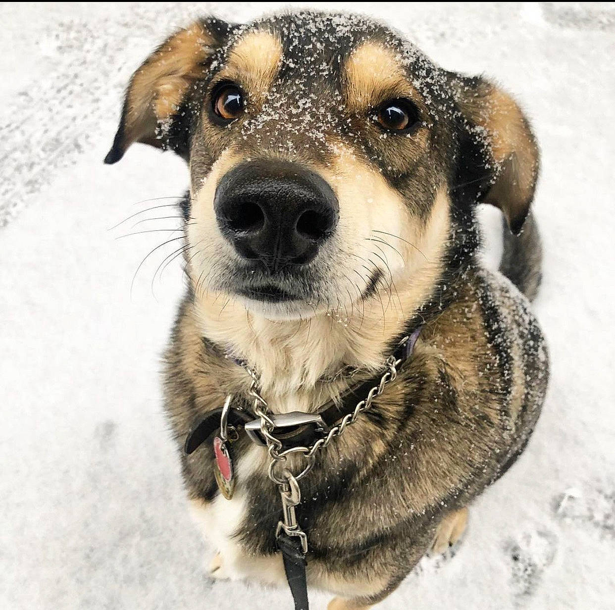 Samson joined the competition — help win amazing prizes! canidae, carnivore, circle, collar, companion_dog, dog, dog_breed, dog_collar, fashion_accessory, fur, leash, paw, personal_protective_equipment, snout, snow, sporting_group, terrestrial_animal, whiskers, working_animal, working_dog