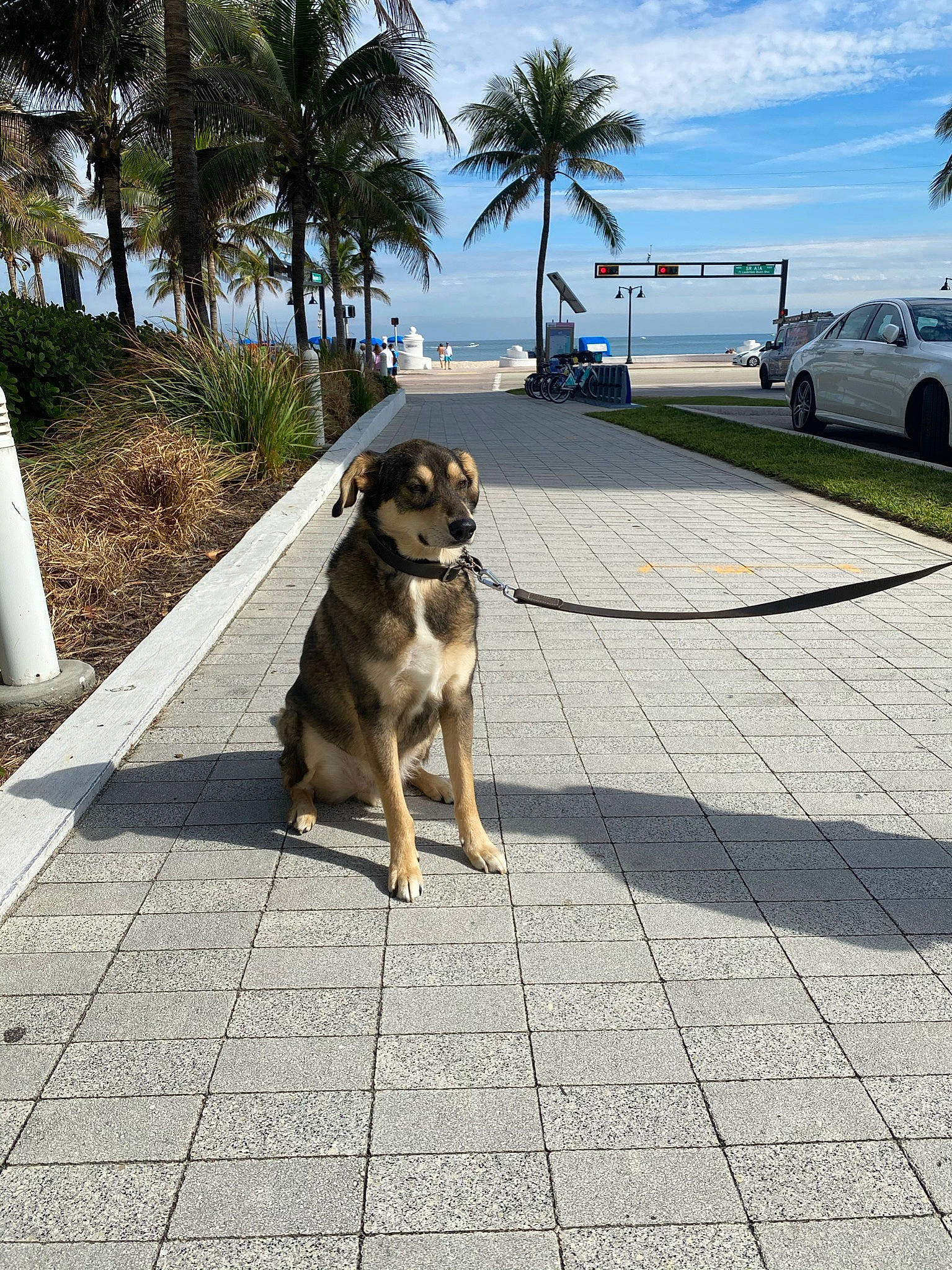 Samson is registered to the contest to win money with this photo: arecales, asphalt, car, carnivore, cloud, companion_dog, dog, dog_breed, fawn, flooring, palm_tree, plant, road_surface, sidewalk, sky, tire, tree, vehicle, water, wheel