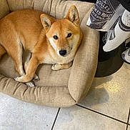 Rayka participe au concours pour gagner de l'argent avec cette photo : dog, shiba_inu, pet_bed, beige, indoor, tile_floor, fur, canine, resting, looking_up, curious, cozy, animal, domestic, floor, fabric, brown, ears, paw, relaxed