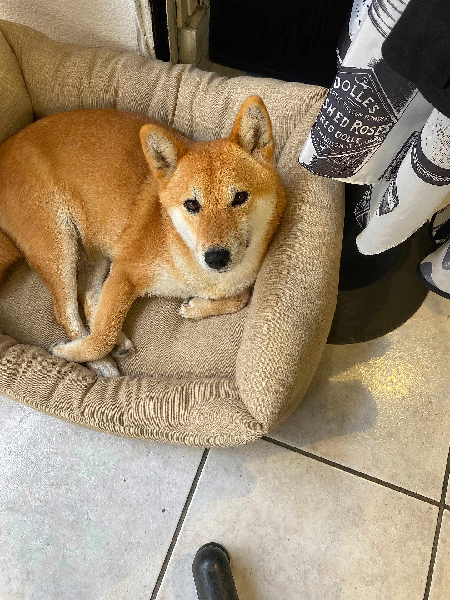 Rayka participe au concours pour gagner de l'argent avec cette photo : dog, shiba_inu, pet_bed, beige, indoor, tile_floor, fur, canine, resting, looking_up, curious, cozy, animal, domestic, floor, fabric, brown, ears, paw, relaxed