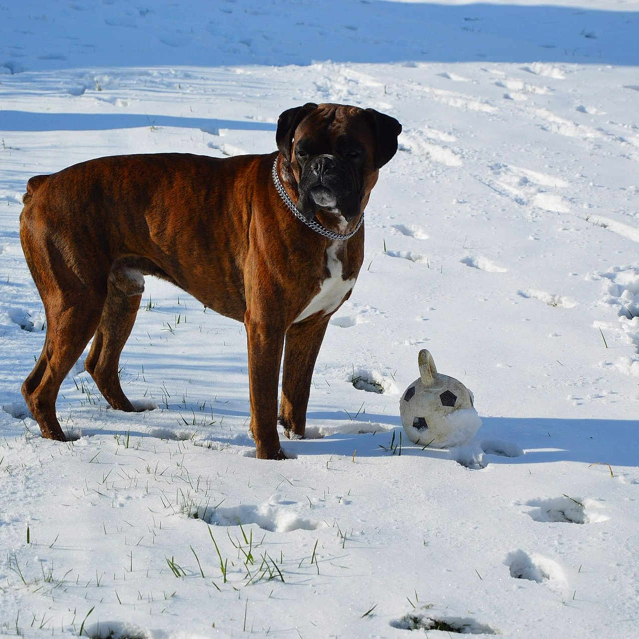 Aslan participe au concours pour gagner de l'argent avec cette photo : animal, ball, boxer, bulldog, canine, dog, football, hound, ice, labradorretriever, nature, outdoors, pet, pointer, puppy, snow, soccer, soccerball, sport, winter