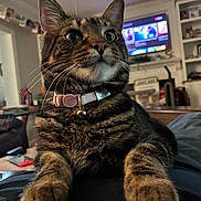 Annabeth joined the competition — help win amazing prizes! cat, tabby, pet, indoor, collar, bell, living_room, furniture, television, blurred_background, whiskers, closeup, relaxing, comfort, domestic, cute, fur, paws, eyes, home