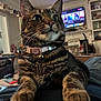 cat, tabby, pet, indoor, collar, bell, living_room, furniture, television, blurred_background, whiskers, closeup, relaxing, comfort, domestic, cute, fur, paws, eyes, home