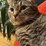 Shishoo a rejoint le concours — aidez-le/la à gagner de superbes lots ! cat, tabby, feline, pet, whiskers, orange_blanket, indoor, plant, greenery, wooden_floor, fur, closeup, relaxed, curious, eye, face, paw, cozy, domestic, animal