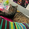 cat, tabby, winking, lounging, striped_blanket, colorful, bed, headboard, poster, wall, lei, flower_garland, indoor, cozy, feline, pet, relaxed, cute, animal, resting