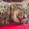 cat, tabby, sleeping, close_up, whiskers, fur, pet, indoor, relaxation, red_cushion, face, animal, mammal, napping, cute, feline, resting, cozy, domestic_animal, peaceful