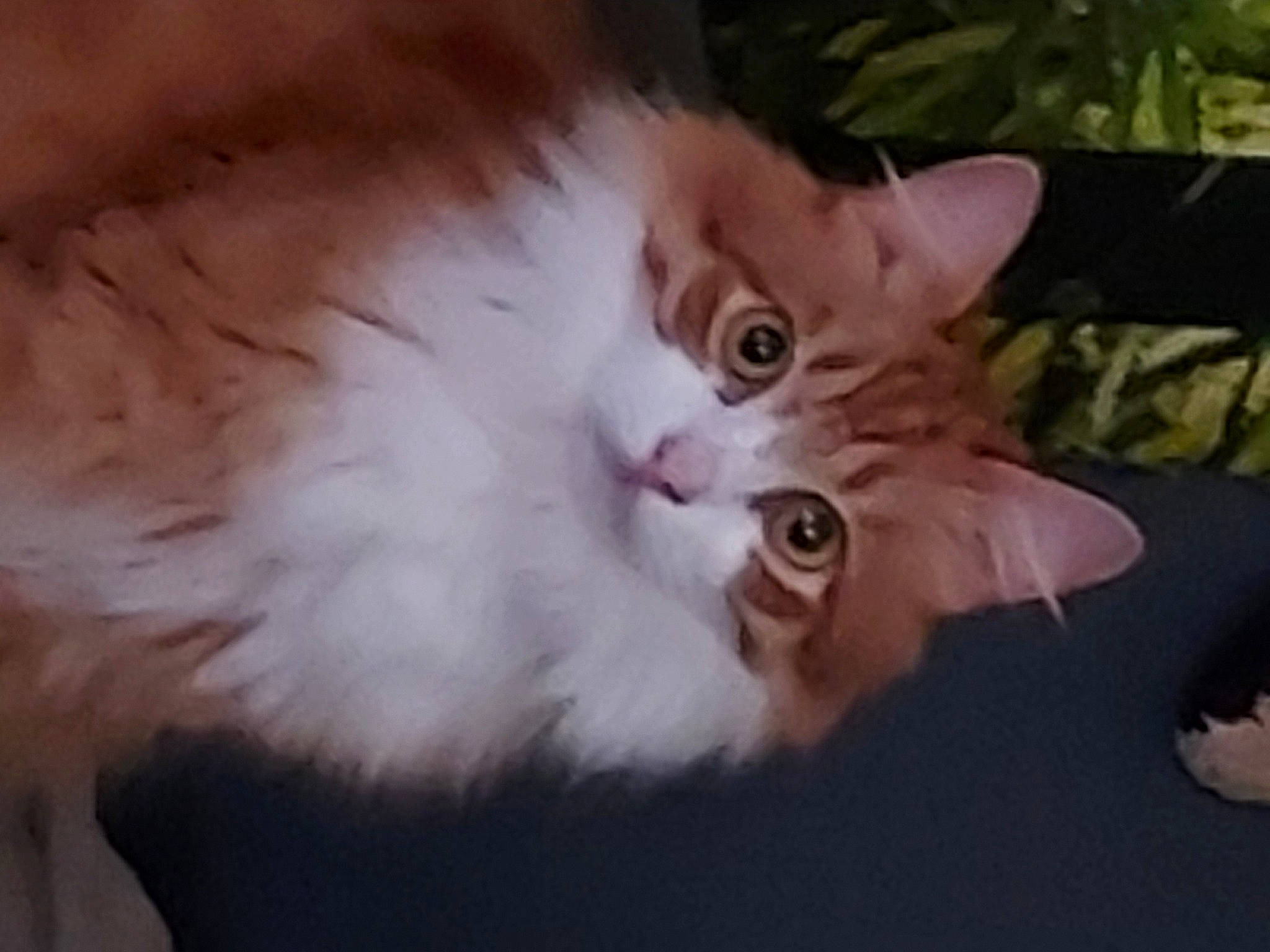 Rebel a rejoint le concours — aidez-le/la à gagner de superbes lots ! carnivore, cat, domestic_short_haired_cat, fawn, felidae, fur, iris, paw, plant, small_to_medium_sized_cats, snout, tail, whiskers