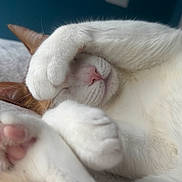 Toby joined the competition — help win amazing prizes! cat, sleeping, paw, nose, pink_nose, white_fur, orange_ear, close_up, cozy, pet, animal, feline, cute, resting, soft, indoor, bed, blurred_background, relaxed, fur