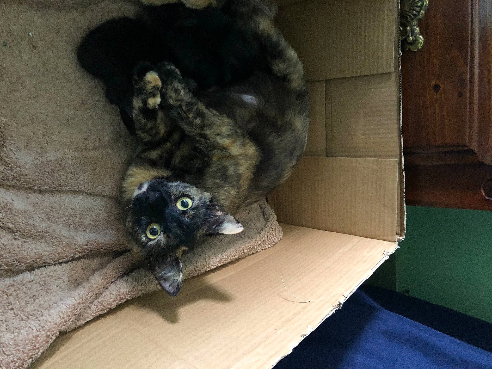 Missy joined the competition — help win amazing prizes! black_cat, bombay, carnivore, cat, claw, comfort, dog_breed, domestic_short_haired_cat, felidae, fur, grey, hardwood, nap, paw, room, sitting, small_to_medium_sized_cats, snout, tail, whiskers