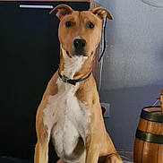 Drik participe au concours pour gagner de l'argent avec cette photo : alert, barrel, black_nose, brown_coat, cabinet, cable, collar, dog, dog_face, ears_up, eyes, furniture, indoor, living_room, pet, plug_socket, portrait, sitting, wall, white_chest