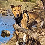 Drik participe au concours pour gagner de l'argent avec cette photo : bark, brown_coat, canine, dog, grass, harness, leash, log, nature, outdoors, paws, pet, portrait, reflection, river, rocks, shoreline, stream, tree, water