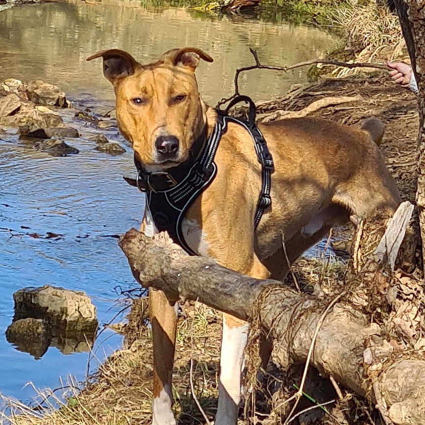 Drik participe au concours pour gagner de l'argent avec cette photo : bark, brown_coat, canine, dog, grass, harness, leash, log, nature, outdoors, paws, pet, portrait, reflection, river, rocks, shoreline, stream, tree, water