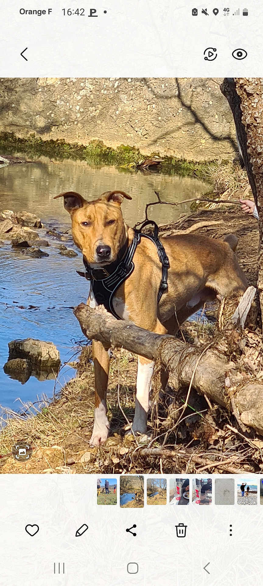 Drik participe au concours pour gagner de l'argent avec cette photo : bark, brown_coat, canine, dog, grass, harness, leash, log, nature, outdoors, paws, pet, portrait, reflection, river, rocks, shoreline, stream, tree, water