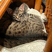 Peanut is registered to the contest to win money with this photo: cat, tabby_cat, pet, animal, feline, indoor, wooden_chair, cushion, lace, resting, sunlight, relaxed, cozy, fur, whiskers, ears, home, floor, domestic_cat, sleepy